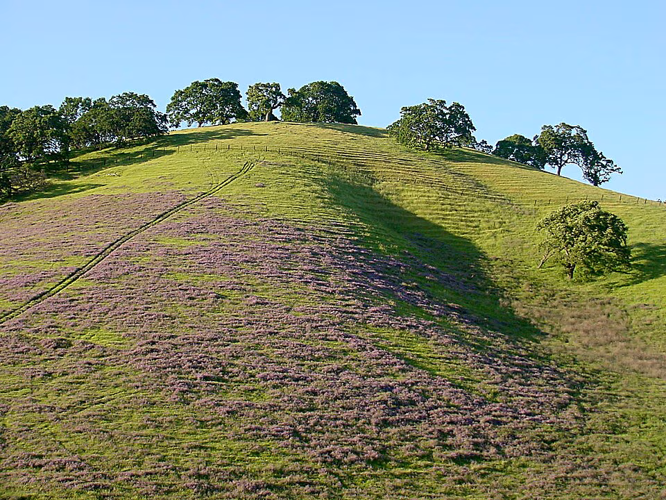 Green Solano County hillside with oak trees and purple wildflowers